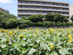 kanasugihimawari 025.jpg